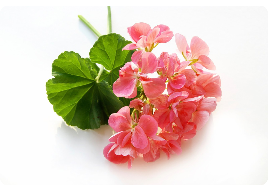 Divine Starter Ritual - Natural Skincare Gift Set 14 Rose Geranium flower oil used in menopause skincare known for hormone balancing and anti inflammatory properties to support skin during hormonal changes