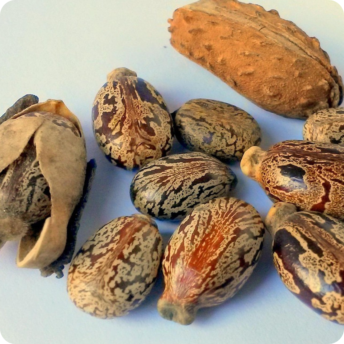Divine Magic Hair Rescue - Natural Menopause Hair Mask 13 Castor oil seeds