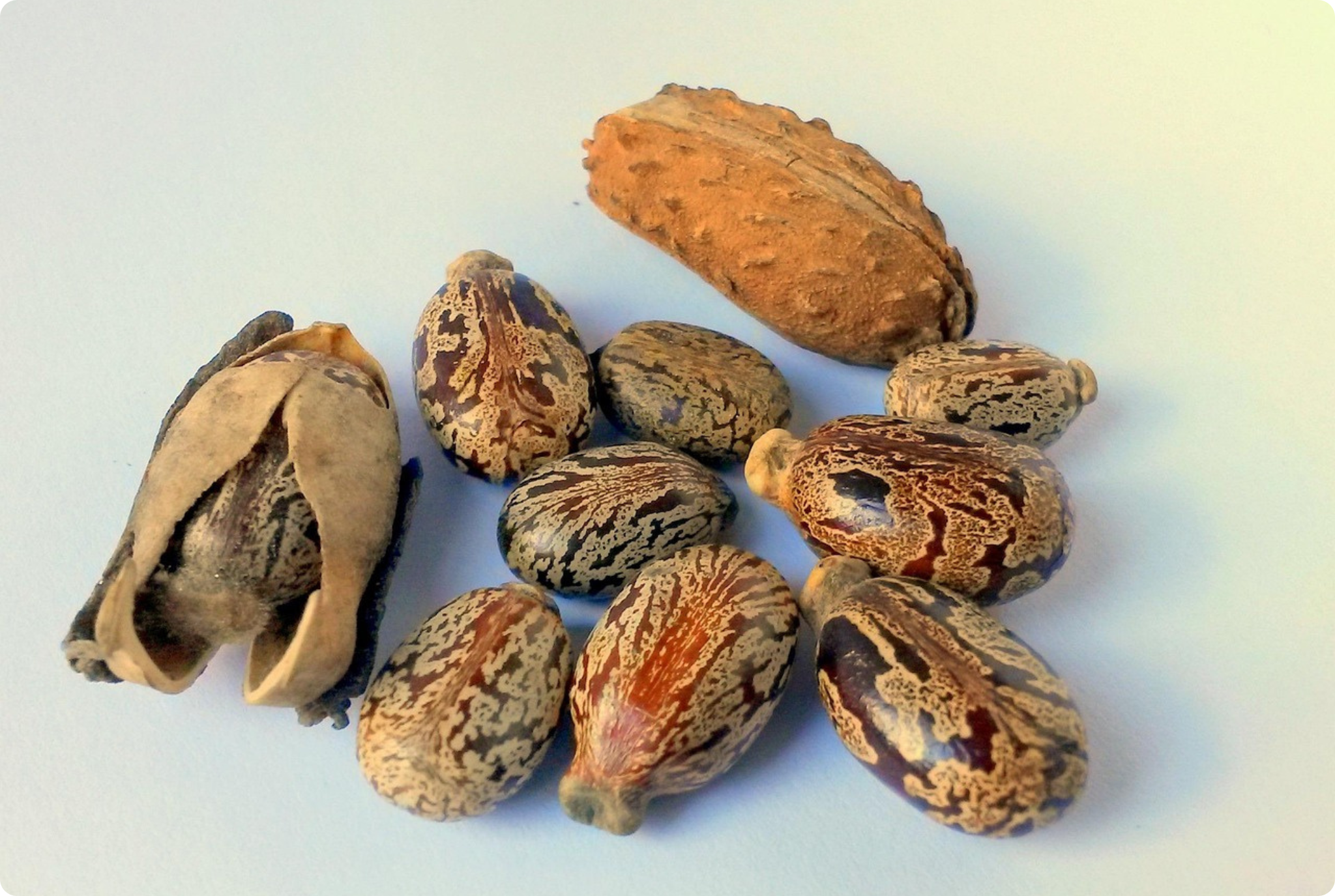 Castor oil seeds rounded