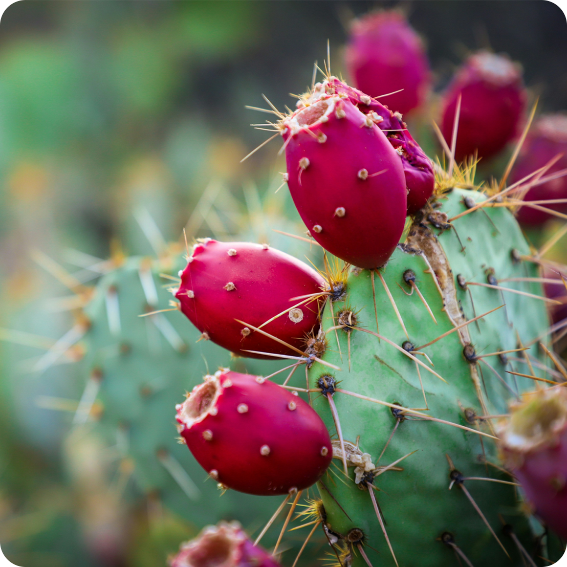Divine Starter Ritual - Natural Skincare Gift Set 15 Pink Prickly pear fruits