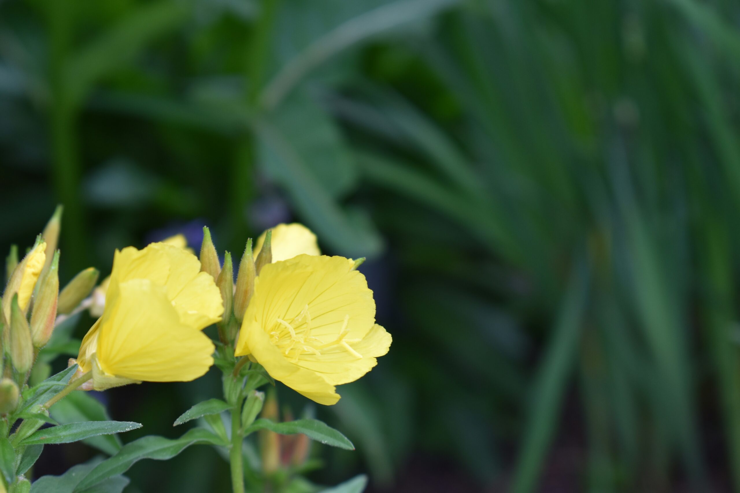 Evening Primrose plant with yellow flower oil is beneficial for menopause symptoms