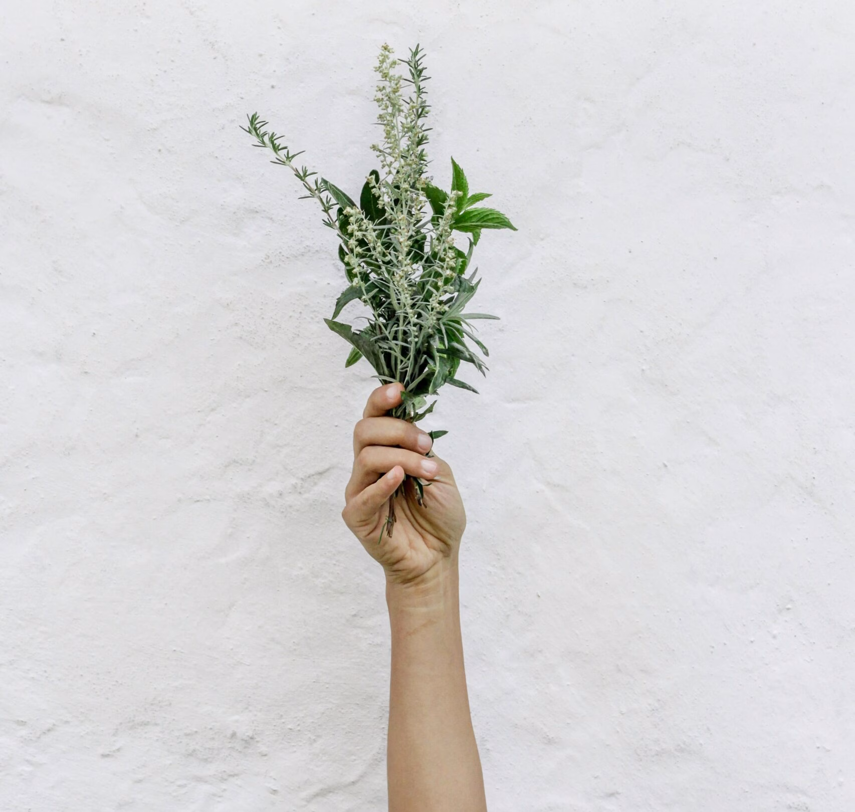 Divine Magic Hair Rescue - Natural Menopause Hair Mask 3 Rosemary for hair. Sprig of fresh rosemary herb