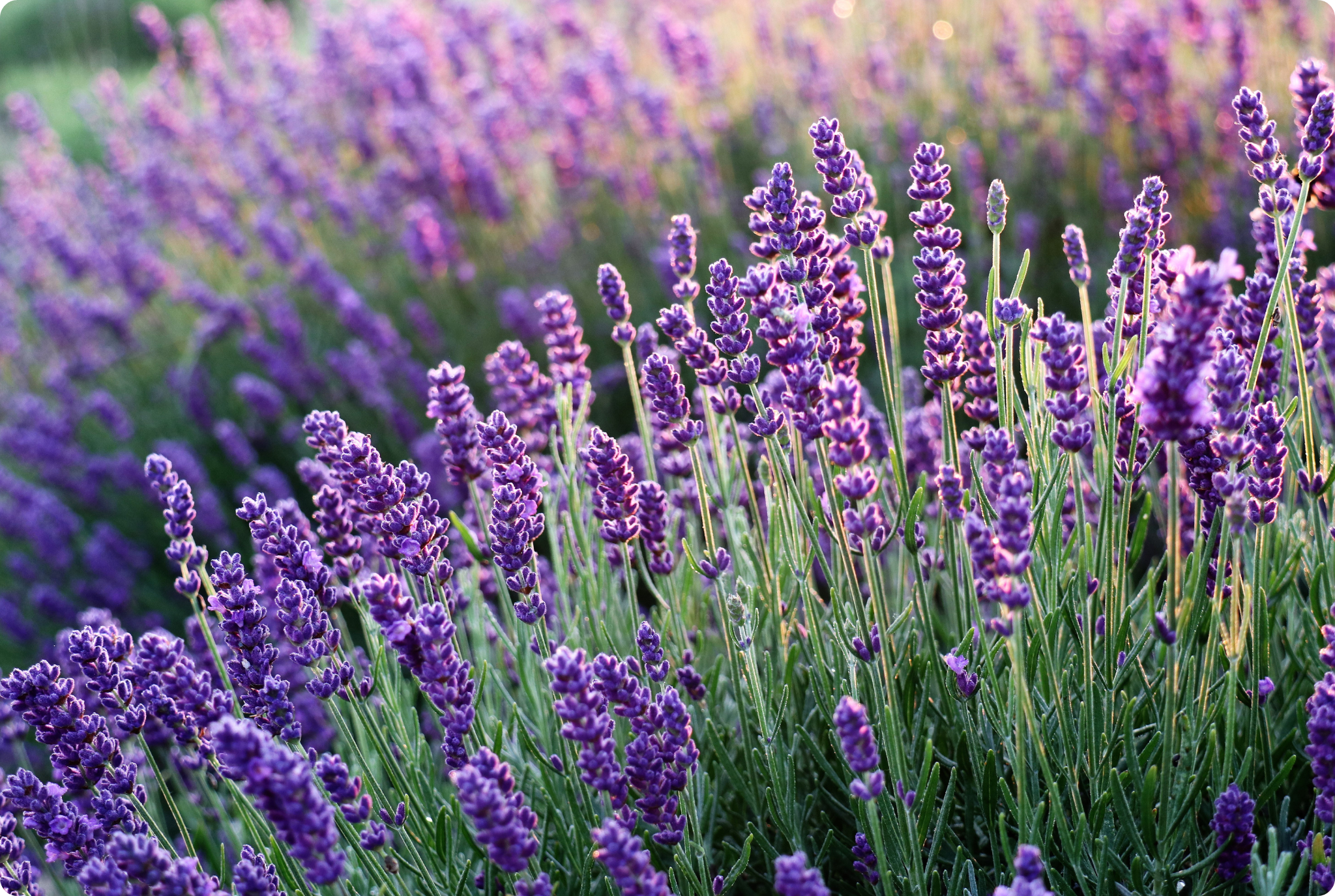 Divine Magic Salve - Soothing Natural Balm for Skin & Mind 12 Yoga Nidra a beautiful space to plant their seed of intention in their mind at the beginning of the practise and water the seed at the end of the Practise. 1