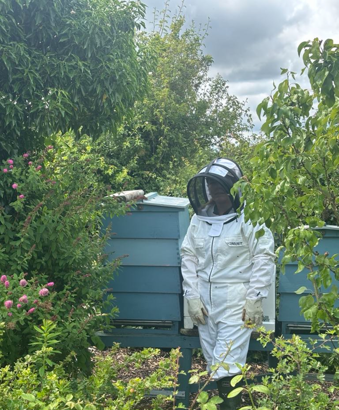 Alchemy Honey Duo with Woooden Drizzler 12 rachel hives